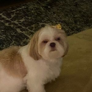 Meet your Posher, Julia